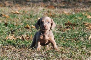Mana - puppy for sale