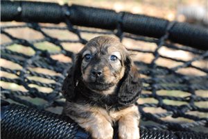 Mae - Dachshund, Mini for sale