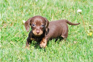 Munchkin - puppy for sale