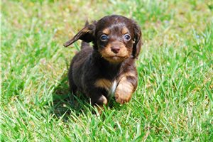 Monty - puppy for sale