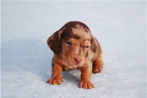 Nigel - puppy for sale