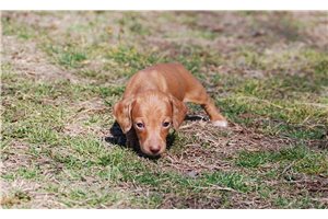 Nova - Dachshund, Tweenie for sale