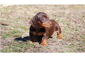 Nyla - puppy for sale