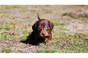 Nemo - Dachshund, Tweenie for sale