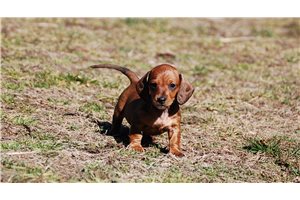 Natalie - Dachshund, Tweenie for sale