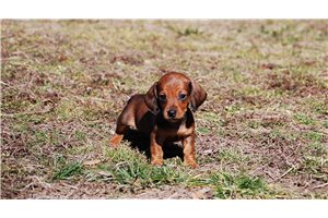 Norah - Dachshund, Tweenie for sale