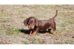 Nevaeh - Dachshund, Tweenie for sale