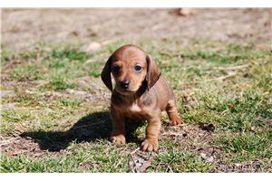 Norris - Dachshund, Tweenie for sale