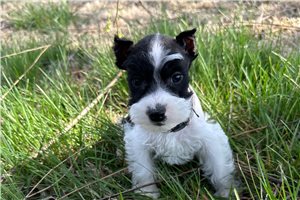 Shepherd - puppy for sale