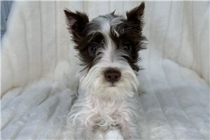 James - Schnauzer, Miniature for sale