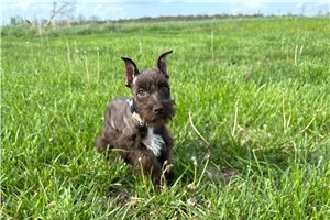 Christina - puppy for sale