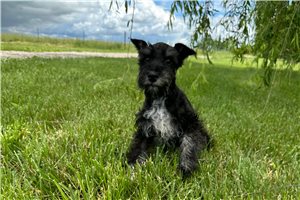 Al - puppy for sale