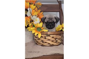 Cole - Pug for sale