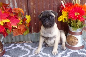 Daisy - Pug for sale