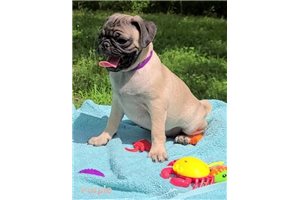 Chloe - Pug for sale