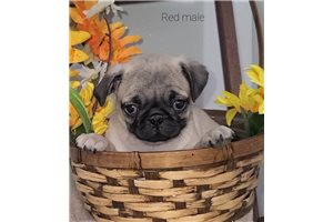 Chase - Pug for sale