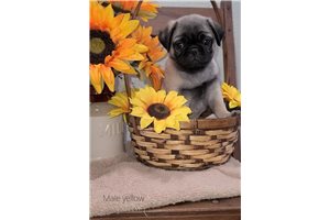Cody - Pug for sale