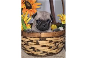 Joey - Pug for sale
