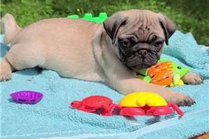 Joey - Pug for sale