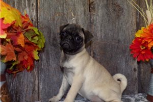 Sadie - Pug for sale
