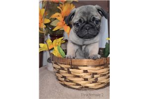 Claire - Pug for sale