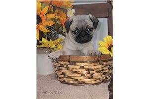 Cassie - Pug for sale