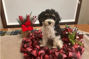 Beth - Cavapoo for sale