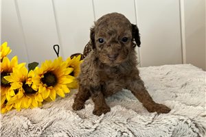 Bella - puppy for sale