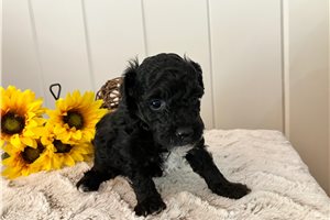 Brantley - puppy for sale