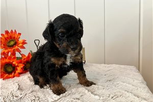 Burt - puppy for sale