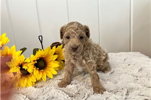 Betsy - Poodle, Miniature for sale