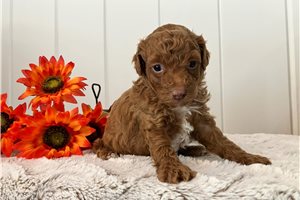 Brody - puppy for sale