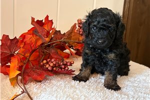 Benny - puppy for sale