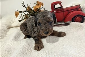 Akiro - Poodle, Toy for sale