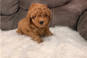Lorenzo - Poodle, Toy for sale