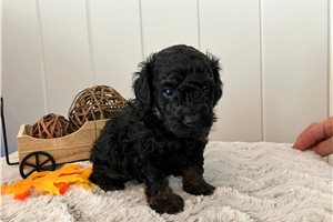 Adriana - Poodle, Toy for sale