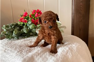 Vivienne - Poodle, Toy for sale