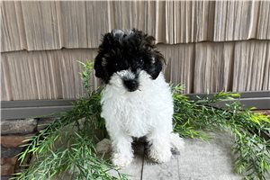 Coral - Poodle, Toy for sale