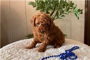 Louie - puppy for sale
