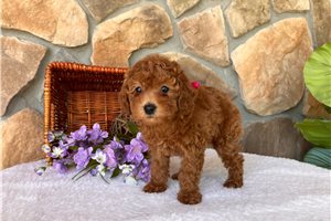 Vanessa - Poodle, Toy for sale