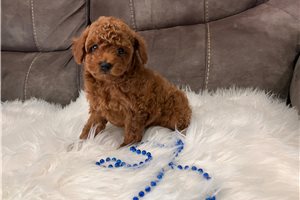 Louie - Poodle, Toy for sale