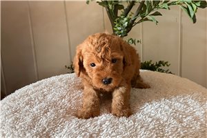Lorenzo - puppy for sale