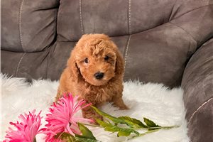 Lorelle - Poodle, Toy for sale