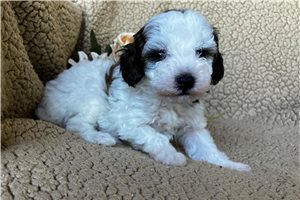 Clara - Toy Poodle for sale