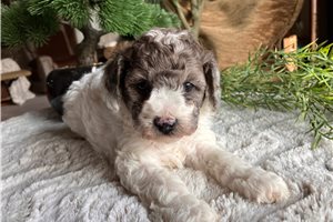Tamara - Poodle, Toy for sale
