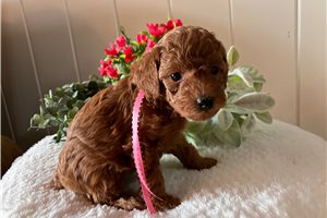 Vanessa - Poodle, Toy for sale