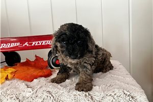 Acorn - Poodle, Toy for sale