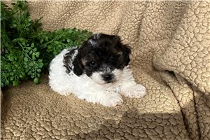Coral - Toy Poodle for sale