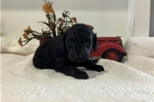 Adriana - puppy for sale