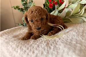 Valerie - puppy for sale